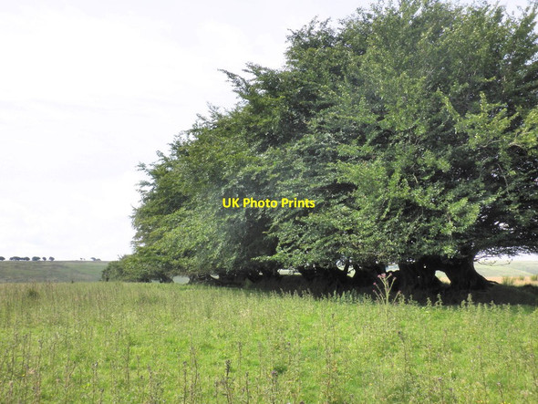 Photo 6"x4" Beech trees near Winstitchen Simonsbath c2012