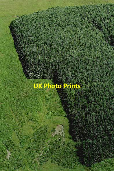 Photo 6"x4" The edge of a plantation on Paper Hill Paper Hill\/NT2117 c2012