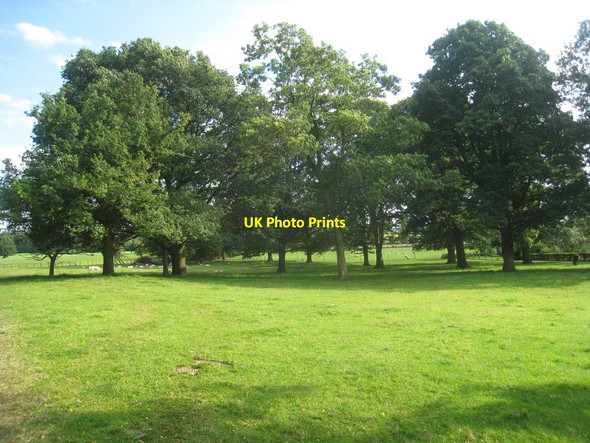 Photo 6"x4" Trees in Goldsborough Park Knaresborough c2012