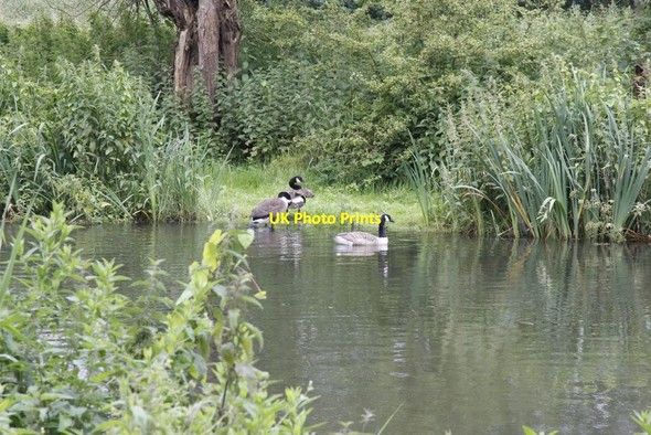 Photo 6"x4" Geese across the Kennet Thatcham c2012