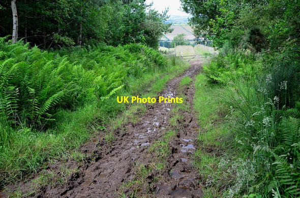 Photo 6"x4" Muddy track to Timpendean Tower Jedburgh c2012