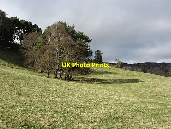 Photo 6"x4" Field, The Glen Larch Wood\/NT2932 c2012