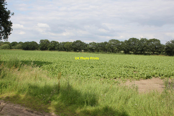 Photo 6"x4" Sugar beet crop  Spalford c2012