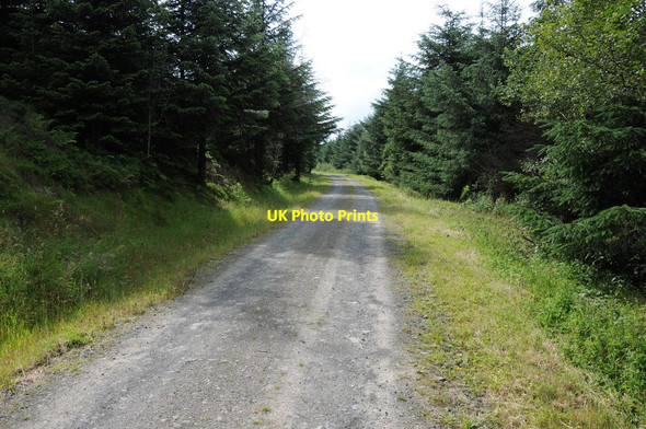 Photo 6"x4" Forest track on Ednol Hill Cascob c2012