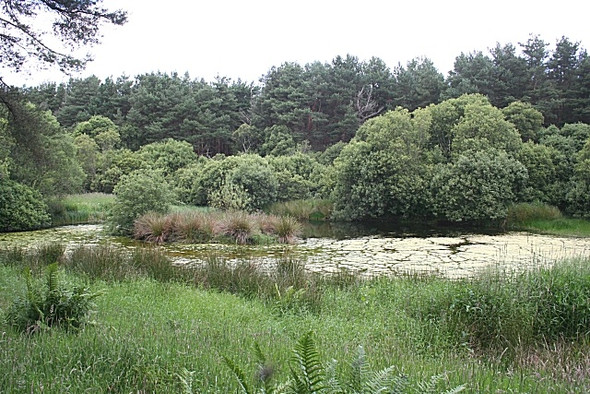 Photo 6"x4" Forest Loch Lochhill\/NJ2964 c2008