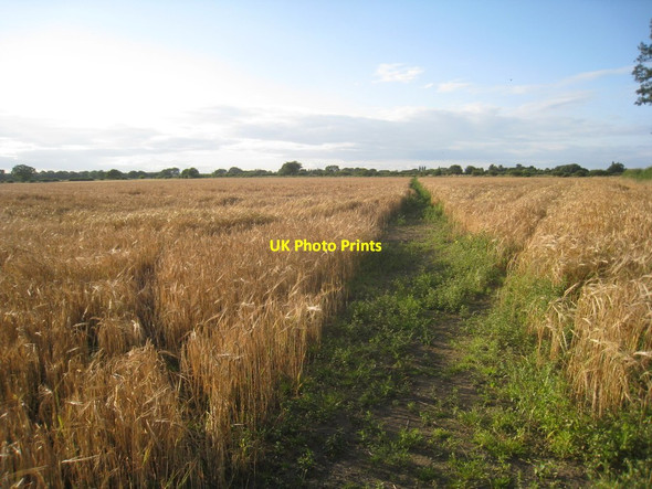 Photo 6"x4" Footpath to Spalford Spalford c2012