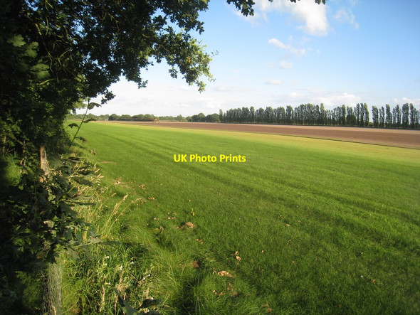 Photo 6"x4" Turf growing near Spalford Spalford c2012