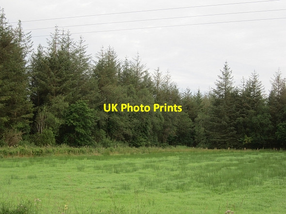 Photo 6"x4" Forestry, Cloonaquin Leckaun c2012