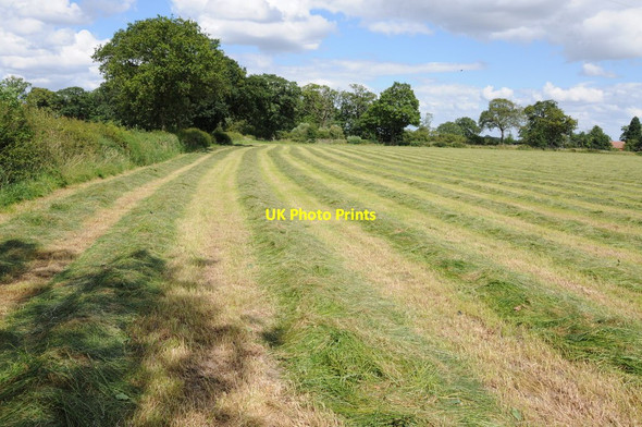 Photo 6"x4" Mown grass Heath Green\/SP0771 c2012