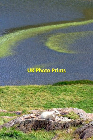 Photo 6"x4" Llyn Teyrn Llyn Teyrn c2012