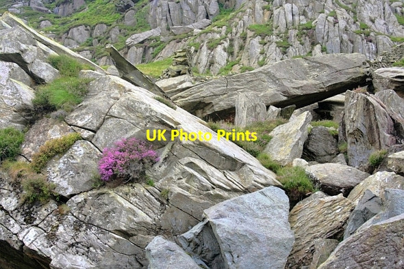 Photo 6"x4" Bell Heather and Rock Debris Tal y Llyn Ogwen c2012