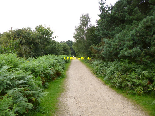 Photo 6"x4" Hincheslea, former railway Mead End\/SZ2698 c2012