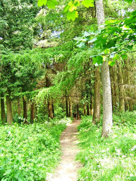 Photo 6"x4" Footpath from car park into Eymore Wood Holbeache c2008