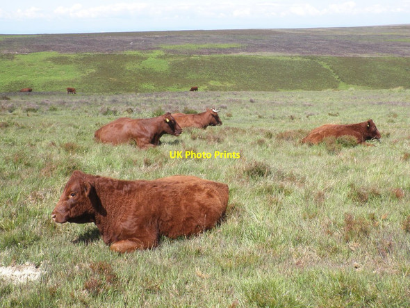 Photo 6"x4" Ruby red cattle on Withycombe Ridge Brendon\/SS7647 c2012