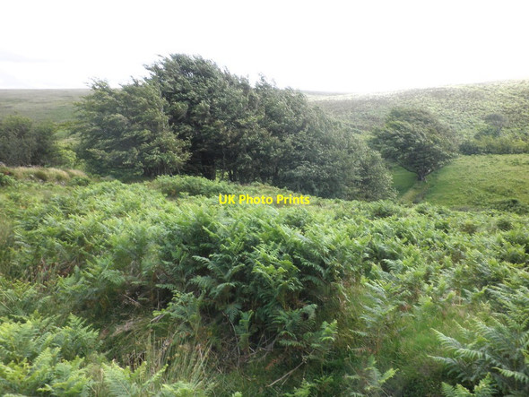 Photo 6"x4" Belt of trees, above Hoccombe Combe Malmsmead c2012