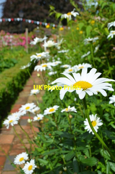 Photo 6"x4" Flowers at Gressenhall Beetley c2012