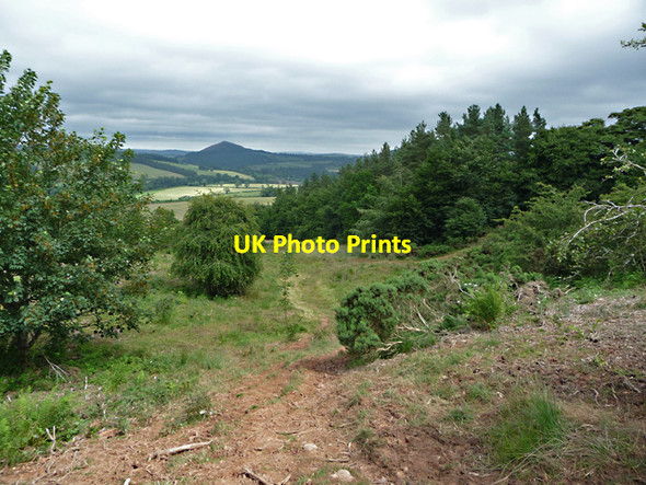 Photo 6"x4" Path to Newstead Melrose\/NT5434 c2012