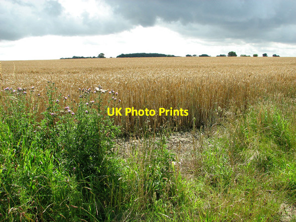 Photo 6"x4" Wheat crop south of Bungay Road Stockton\/TM3894 c2012