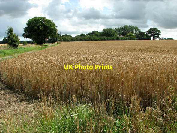 Photo 6"x4" Wheat crop west of the A146 road Stockton\/TM3894 c2012