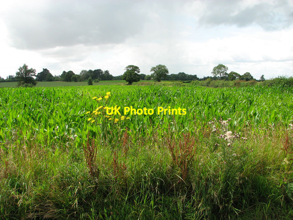 Photo 6"x4" Maize crop by Church Farm, Stockton Stockton\/TM3894 c2012