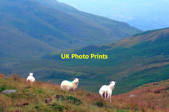 Photo 6"x4" Sheep, Banc Blaenegnant Bryn Eithinog\/SN7866 c2012