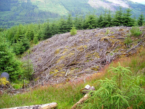 Photo 6"x4" Tangle of Felled Wood in Strathyre Forest Strathyre\/NN5617 c2008