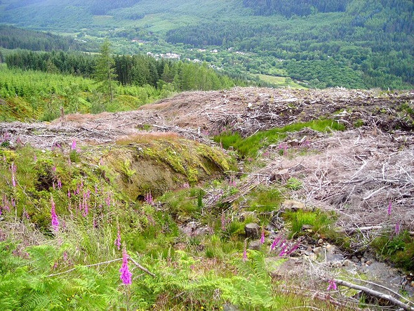Photo 6"x4" Felled Wood in Strathyre Forest Strathyre\/NN5617 c2008