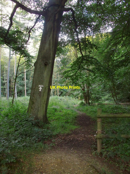 Photo 6"x4" Woodland near Christmas Common Christmas Common c2012