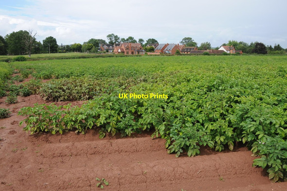Photo 6"x4" Field of potatoes, Canon Frome Canon Frome c2012