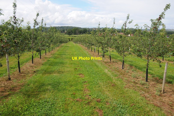 Photo 6"x4" Apple orchard, Canon Frome Ashperton c2012
