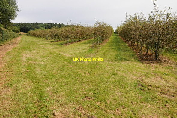 Photo 6"x4" Apple orchard, near Walsopthorne Farm Canon Frome c2012 P1