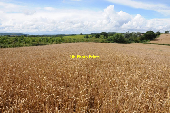 Photo 6"x4" View to the west from near Walsopthorne Farm Canon Frome c2012