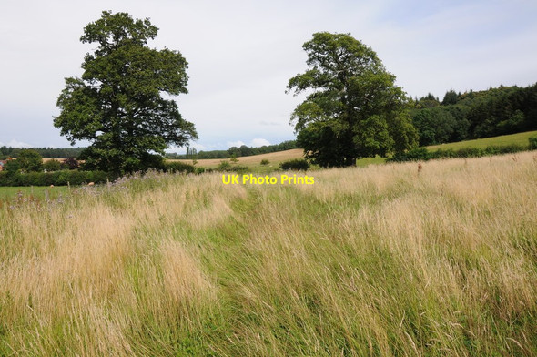 Photo 6"x4" Trees near Hansnett Farm Canon Frome c2012