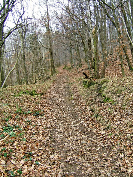 Photo 6"x4" Footpath near edge of Wyre Forest Buttonoak c2008