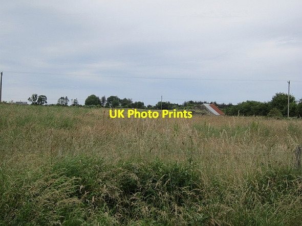 Photo 6"x4" Long grass Bunnyconnellan c2012