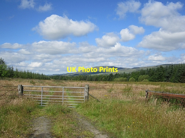 Photo 6"x4" Libry Moor Plantation Kirkconnel c2012