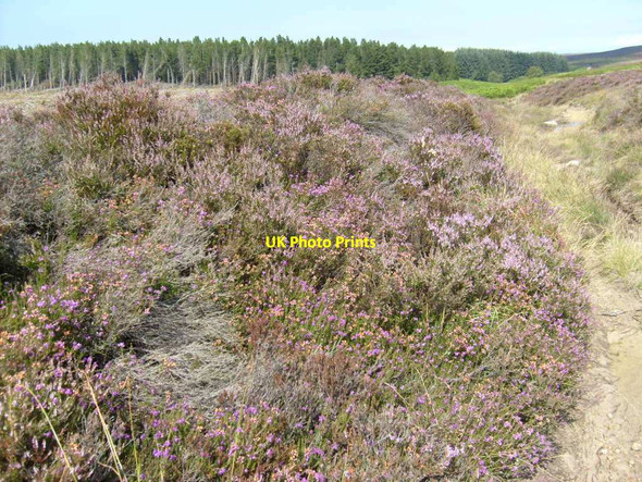 Photo 6"x4" Heather beside Robin Hood's Bay Road Blea Hill Beck c2012