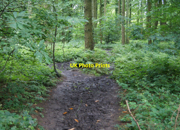 Photo 6"x4" Summer in High Wood Four Marks c2012