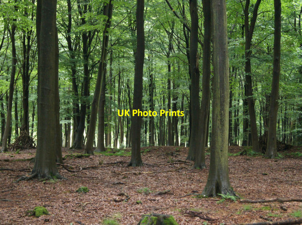 Photo 6"x4" View towards the Park Pale Four Marks c2012