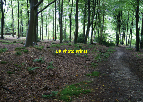 Photo 6"x4" Park Pale in High Wood Four Marks c2012