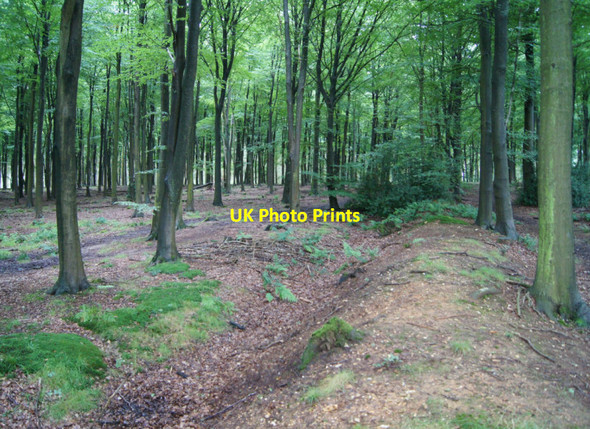 Photo 6"x4" Park Pale in High Wood Four Marks c2012 P1