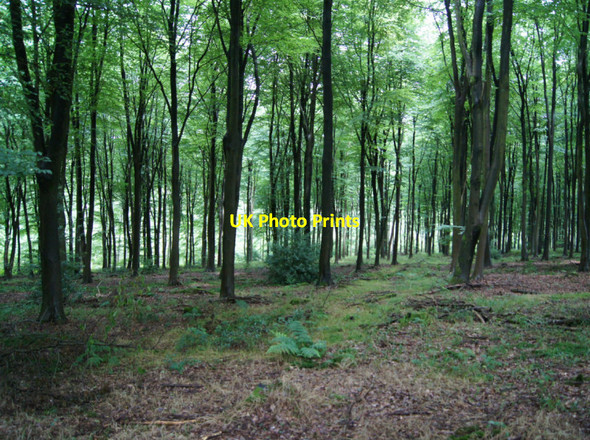 Photo 6"x4" Beech woodland - High Wood Dry Hill\/SU6536 c2012