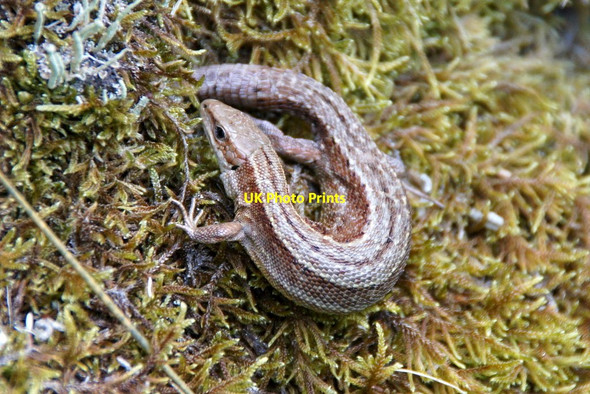 Photo 6"x4" Lizard, Struy Erchless Castle c2012