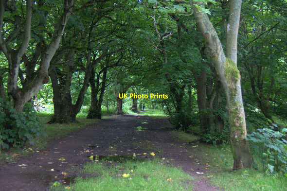 Photo 6"x4" Path through the woods at Cruden Bay Cruden Bay c2012