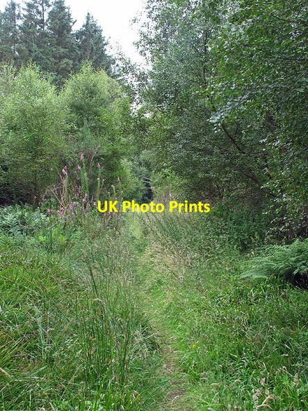 Photo 6"x4" Overgrown path in Cairngreen Wood Pitscottie c2012