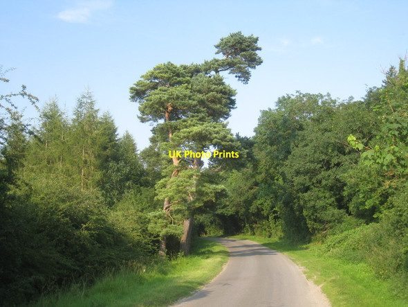 Photo 6"x4" Battered spruce on Long Wood Lane Blankney c2012