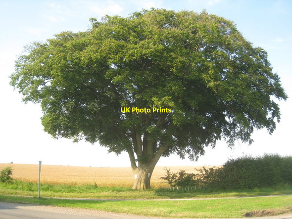 Photo 6"x4" Beech tree at the junction of Bloxholm Lane and Long Wood Lane Scopwick c2012