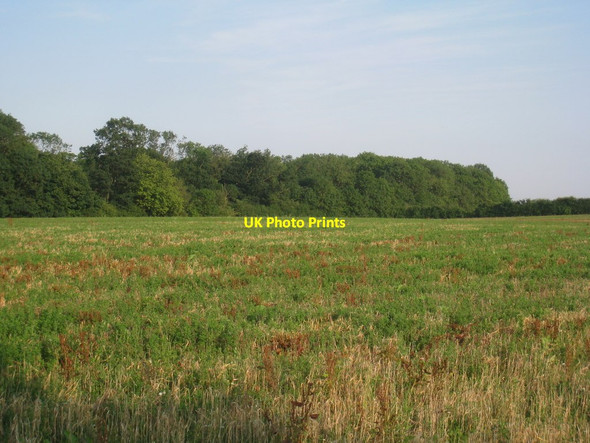 Photo 6"x4" Ash Holt from the path between Blankney and Scopwick (2) Scopwick c2012