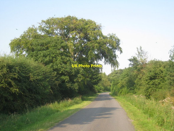 Photo 6"x4" Beech tree on Long Wood Lane Blankney c2012