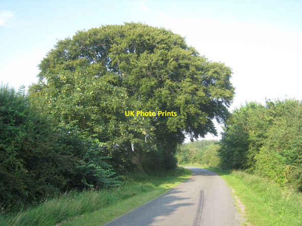 Photo 6"x4" Another beech tree on Long Wood Lane Blankney c2012
